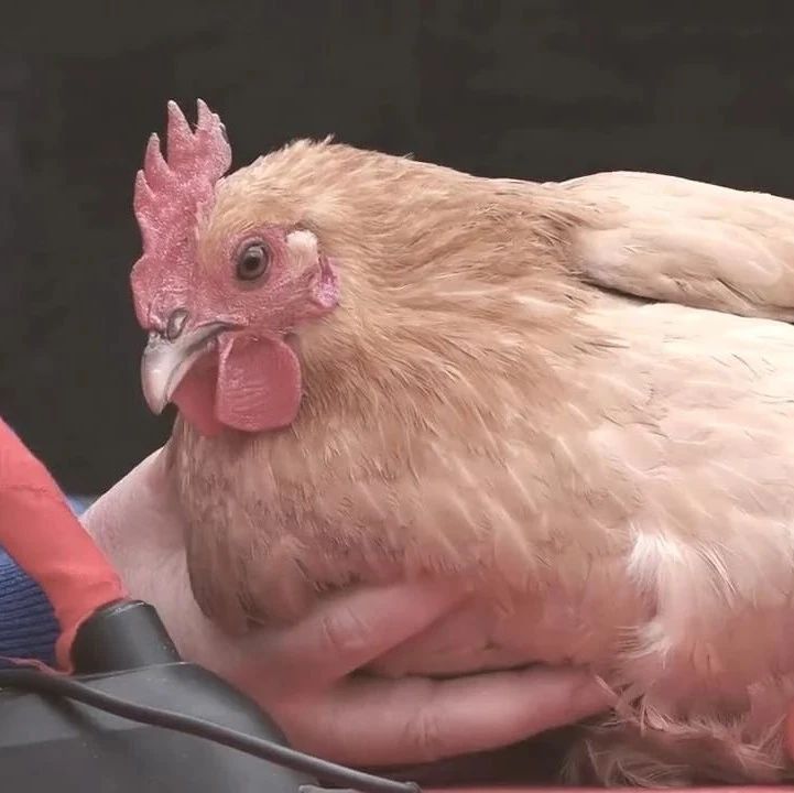 老乡鸡的微博,靠打鸣火了哈哈哈哈哈哈哈哈哈