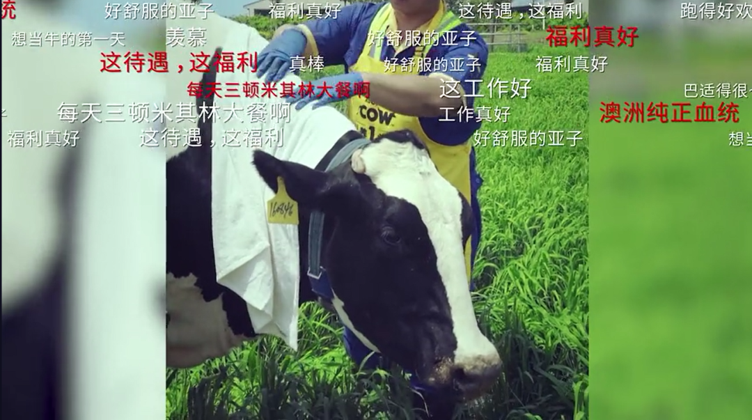 新老国货跨界“牛到家了”,认养一头牛×康师傅的底层逻辑是什么? 新老国货跨界“牛到家了”,认养一头牛×康师傅的底层逻辑是什么?